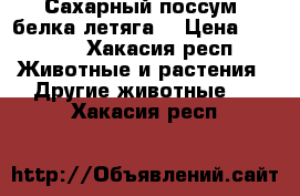 Сахарный поссум ,белка летяга. › Цена ­ 5 000 - Хакасия респ. Животные и растения » Другие животные   . Хакасия респ.